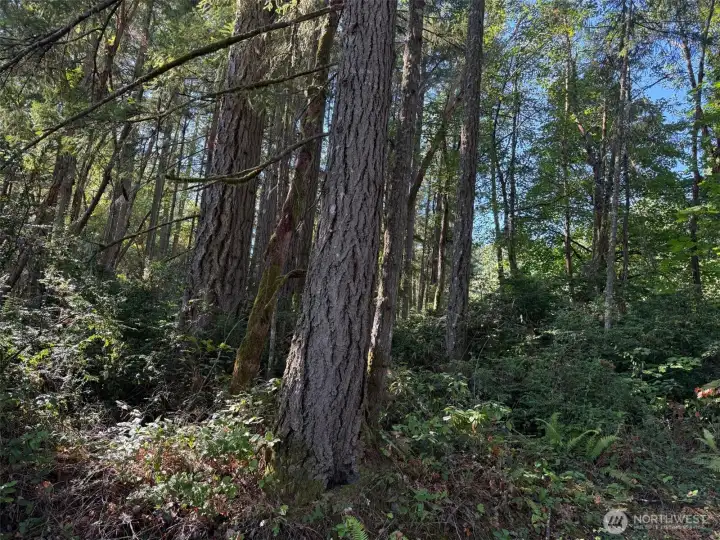 These are big fir trees.