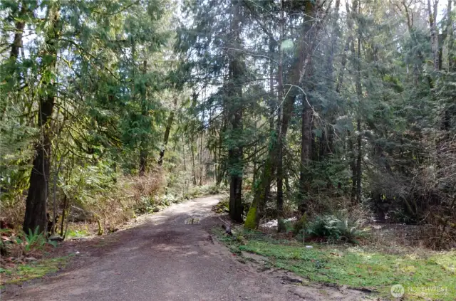 Secluded privacy with nature, tall trees, babbling creek and lots of natural light