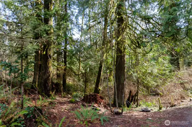 Tall timber and lots of space