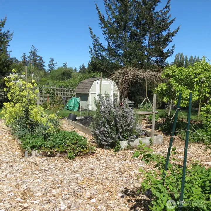 Fully enclosed garden space with multiple fruit trees, grapes, raspberries, strawberries, etc. New shed in background and a newer John Deere riding mower (covered under green tarp) which will stay with the property.