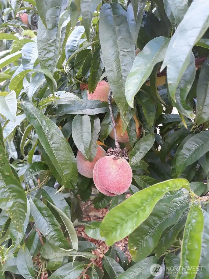 Peaches from the garden.