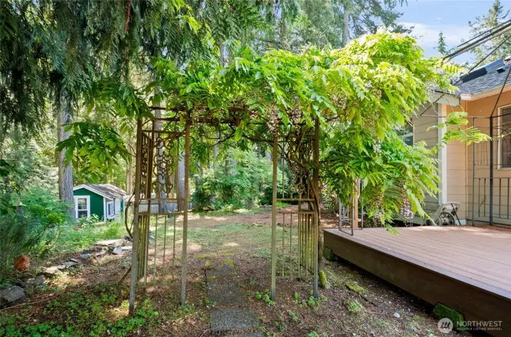 Mature Landscape in need of a gardeners touch