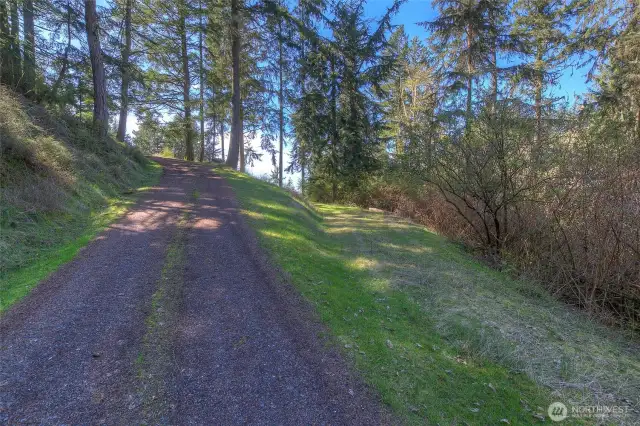 Tsuga Lane on the left and property's potential driveway, on the right.