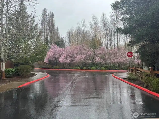 Neighborhood Entry when the trees are in bloom!