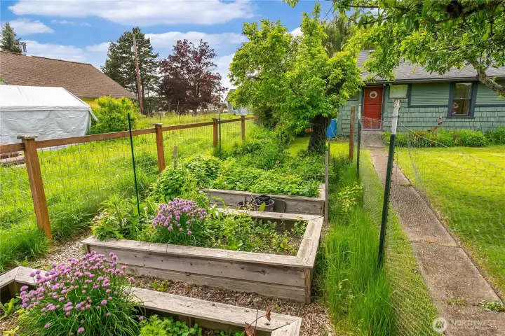 Raised garden beds protected by fencing, 2 apple trees, and a plum tree.