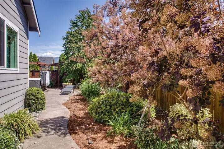 Mature planting, patio and paving to fully fenced yard Mature planting, patio and paving to fully fenced yard