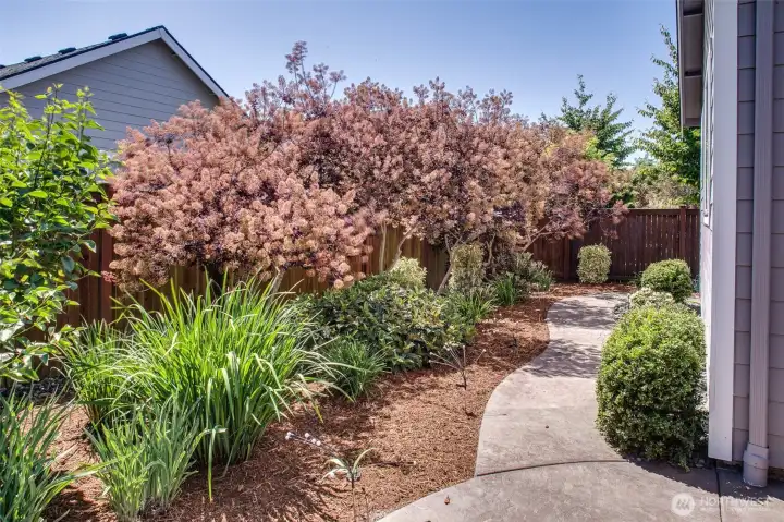 Mature planting in yard Mature planting in yard
