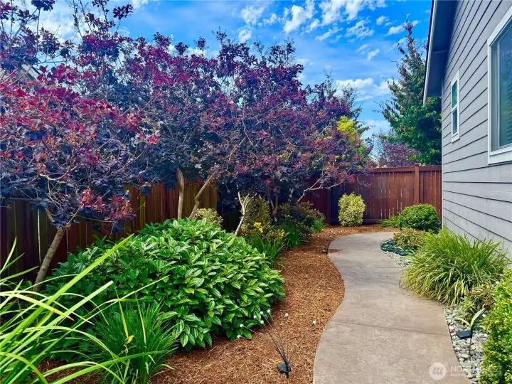 Mature planting, patio and paving to fully Mature planting, patio and paving to fully