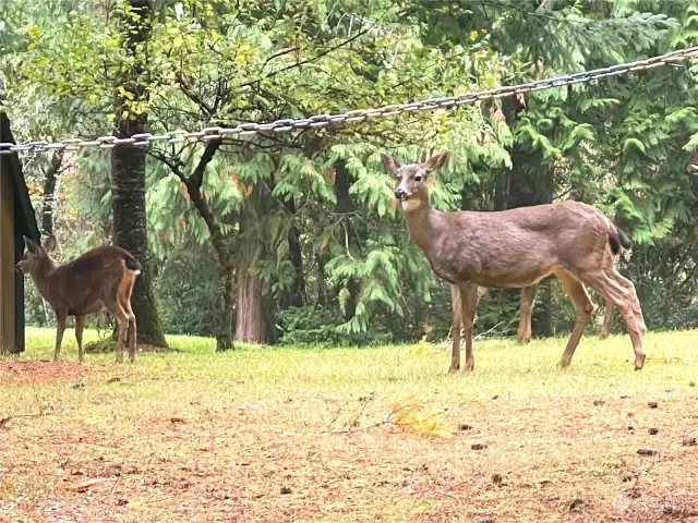 Cute Neighbors