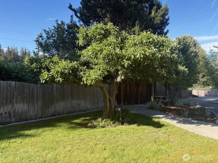 Here is the historic apple tree from the old Thornton farm.This 100+ year old tree still produces very well.