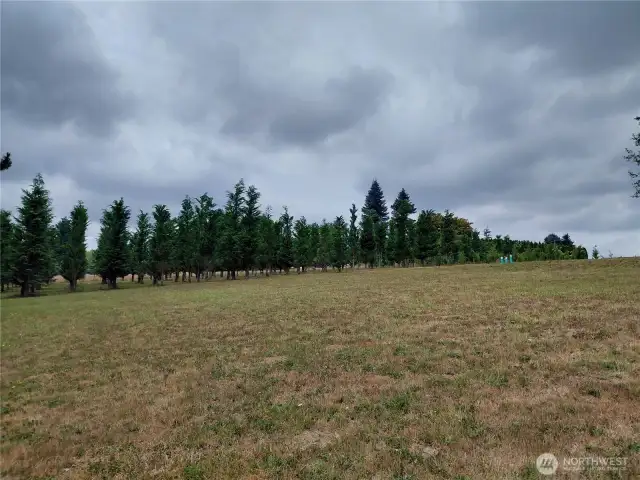 Trees Pictured are on property