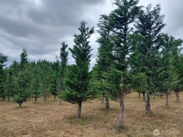 Trees planted by Seller