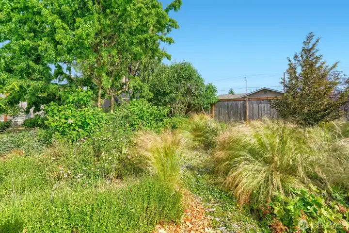 Lush back yard