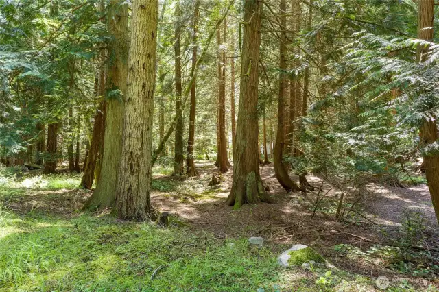 About 2/3 of the lot is wooded.
