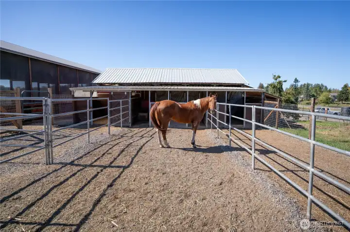 One of several outdoor sections of the paddocks.