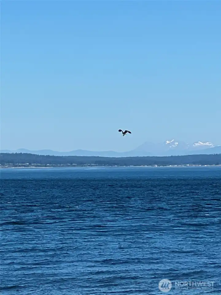 Osprey hovering to see fish