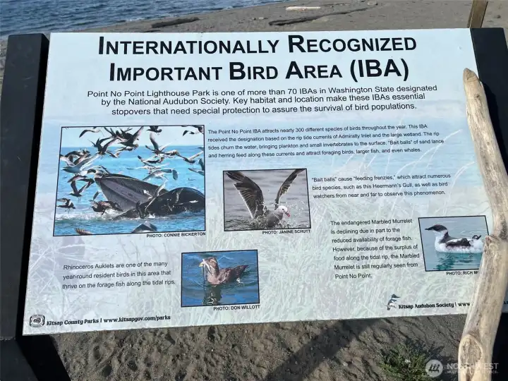 Birds everywhere!