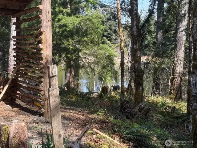 Great view of active beaver pond!