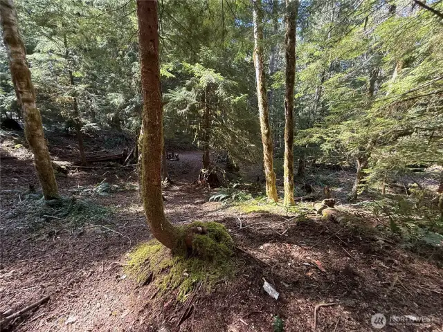 2nd lot plenty of trees and trails.