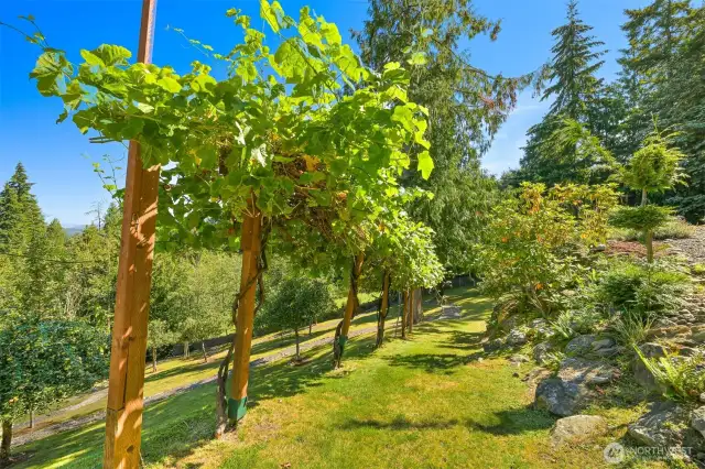 White grape trail