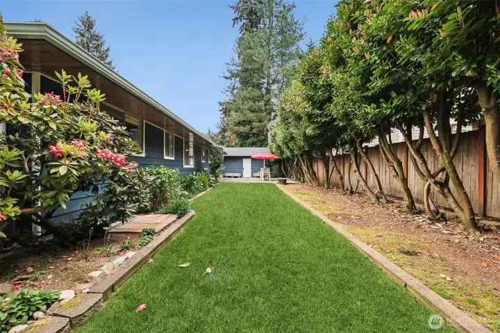 Backyard