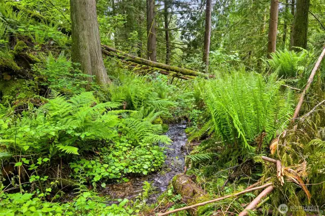 One of two creeks on the property.
