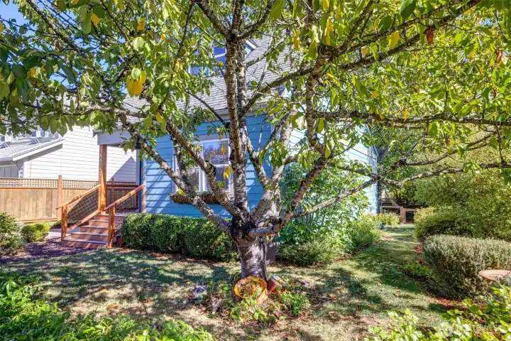 Nice corner lot gives plenty of space for gardening and play.