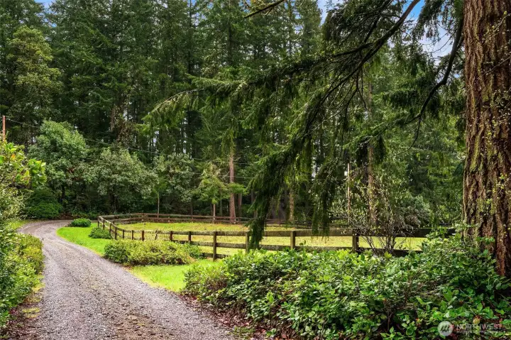 Tree lined driveway