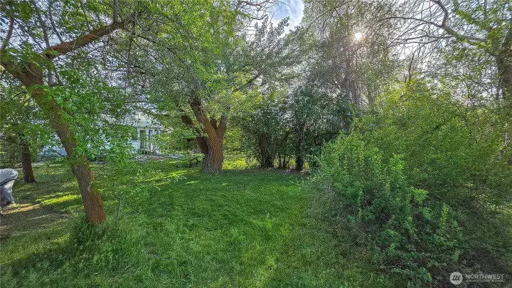 The sun-dappled, park-like yard is heavily shaded by massive mature trees, offering incredible privacy, lush established greenery, and a picturesque view of the classic farmhouse in the background. Looking South from the North yard around the house.