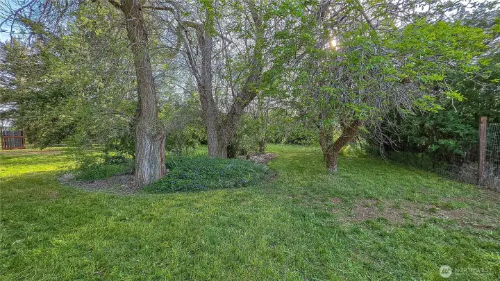 Imagine spending your summer afternoons right here. This gorgeous backyard features stunning mature trees that provide the perfect canopy of shade, plus beautiful flowering ground cover. It’s the ultimate natural retreat right at home! Looking West from North area of the home.