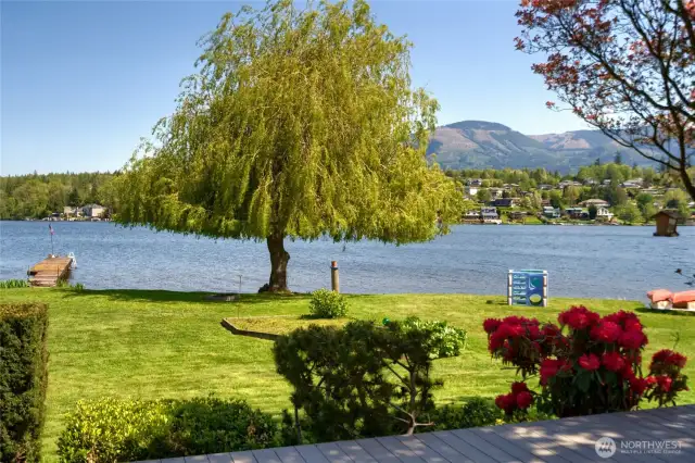 Beautiful Weeping Willow tree along shoreline.