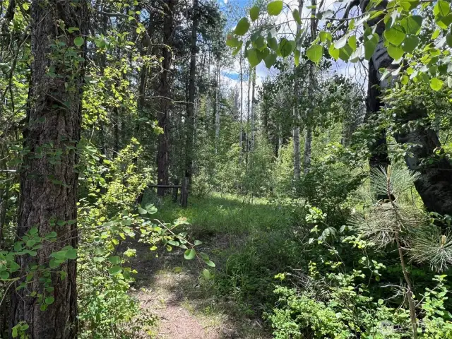 River trail, wildlife and nature.