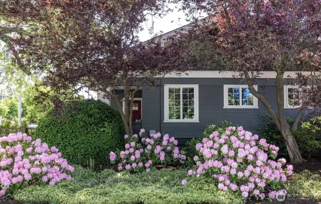 Rhododendrons in full bloom in the side yard.
