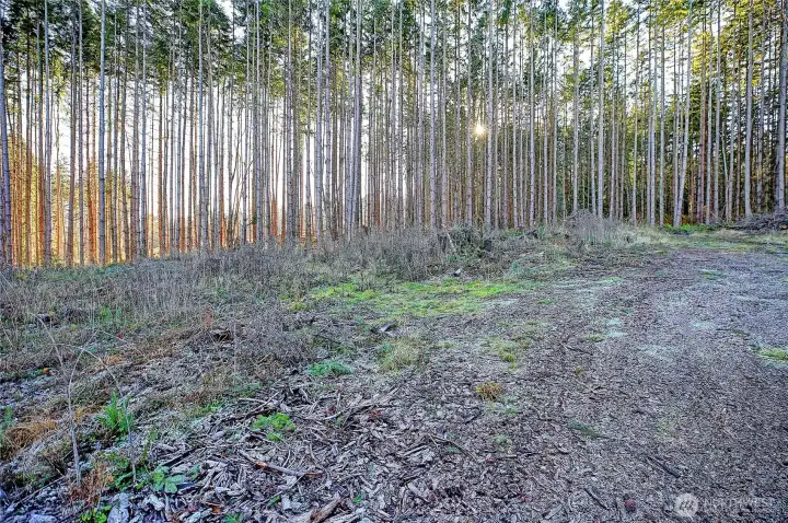 Building site cleared, private, and ready to build.