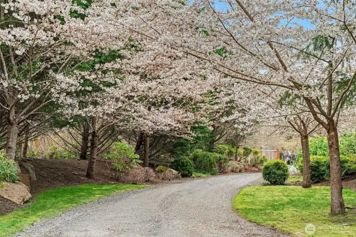 Cherry tree lined circular drive