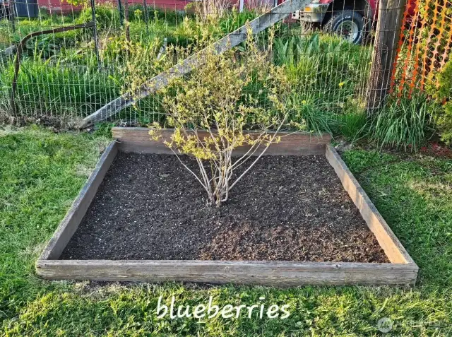 Harvest your own blueberries,raspberries, strawberries, pears & peaches!  Start your own garden, so many possibilities await you!