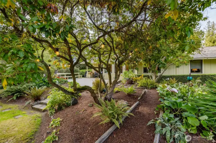 Mature, well-tended trees and shrubs have been shaped to facilitate privacy, views, and access to the gardens.