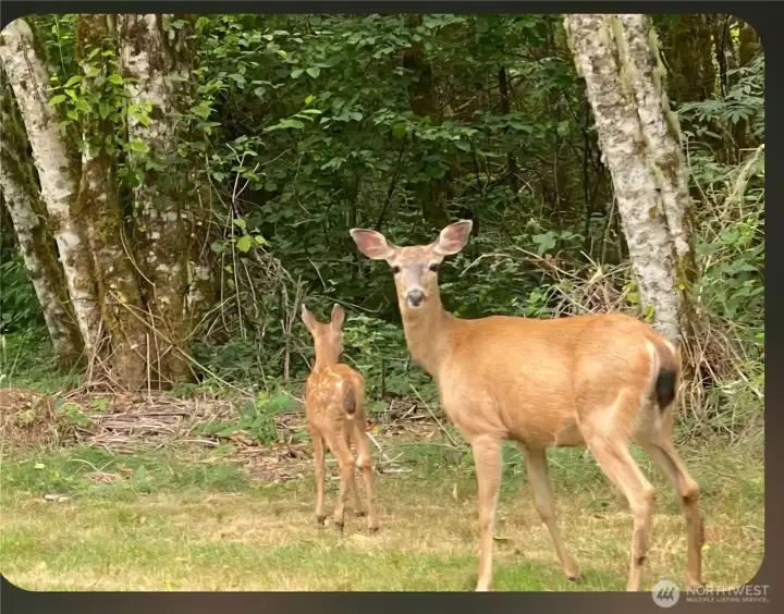 In your yard.