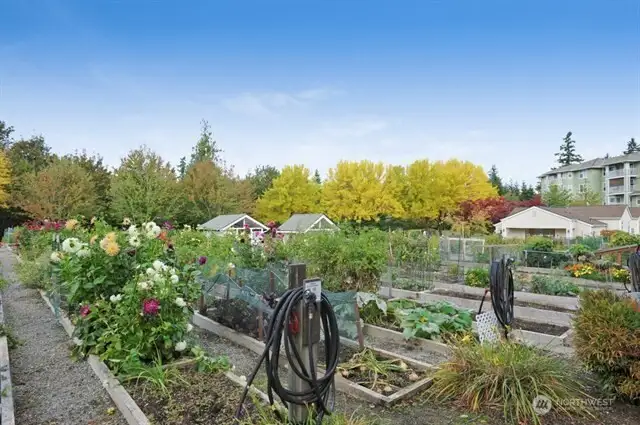 Community "Pea Patch" garden