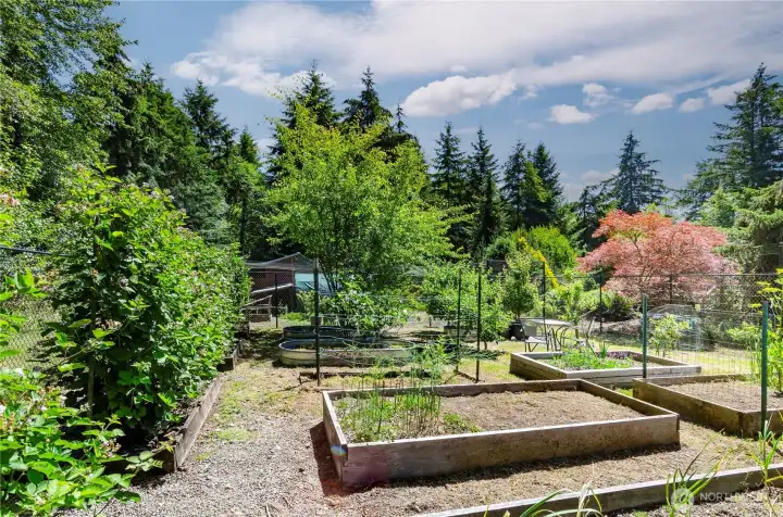 Raised garden beds, mature fruit trees and berries. Raised garden beds, mature fruit trees and berries.