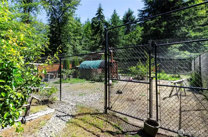 Chicken area is completely fenced and protected. Chicken area is completely fenced and protected.