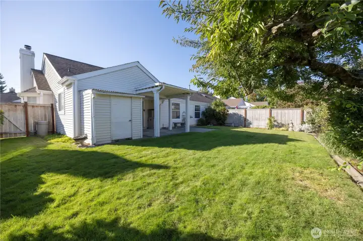 fruit bearing plum tree on the right of this photo of the fully fenced back yard