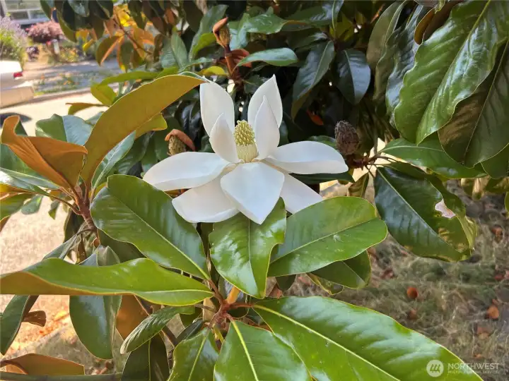flowers in tree in front of property