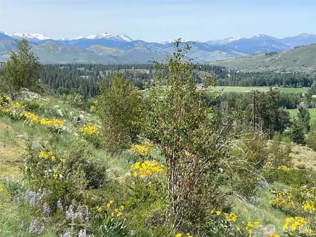 Beautiful natural landscaping with wild meadows and open views