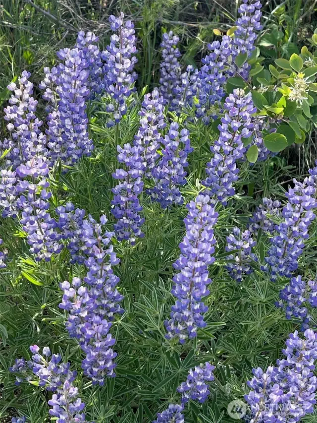Vibrant lupine and balsamroot bloom in the spring