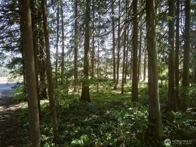 Glorious stand of trees