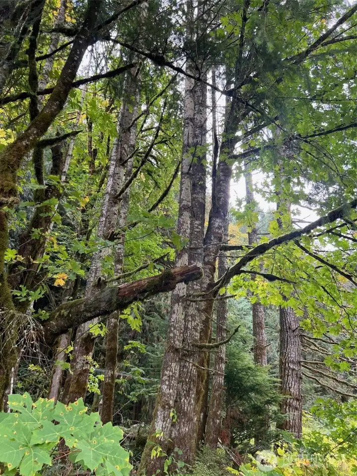 beautiful area for recreation