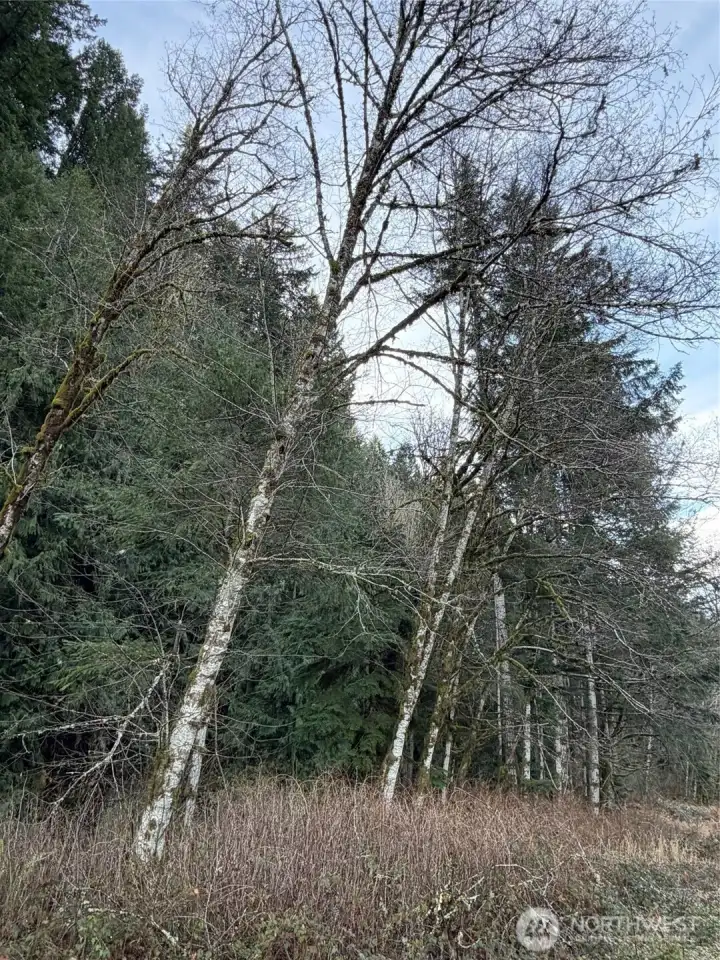 more north end of property