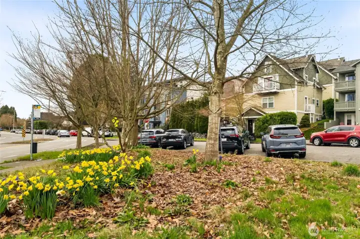 All of this *public* angle parking is right across from the unit. Usually most of it is empty (three of the cars in this photo belong to the agent and two photographers there at the time!). Red car on right is parallel parked in front of the unit, where there are even more public spaces.