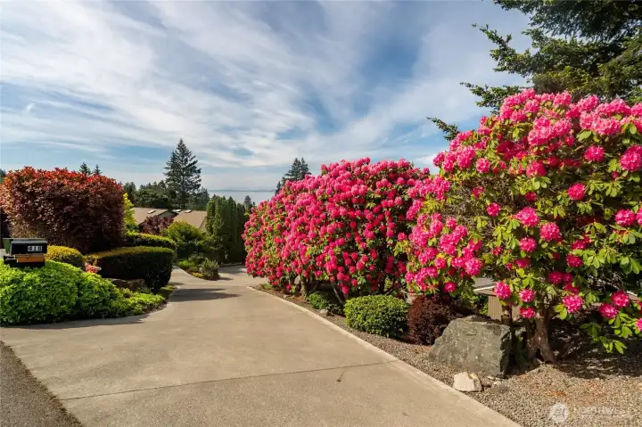 Vibrant color lines the driveway. Vibrant color lines the driveway.